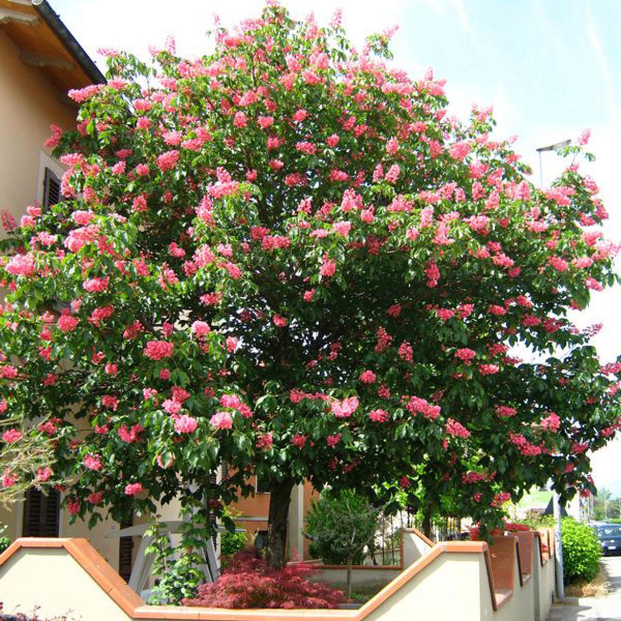 Castan Ornamenal Briotii, cu flori roz