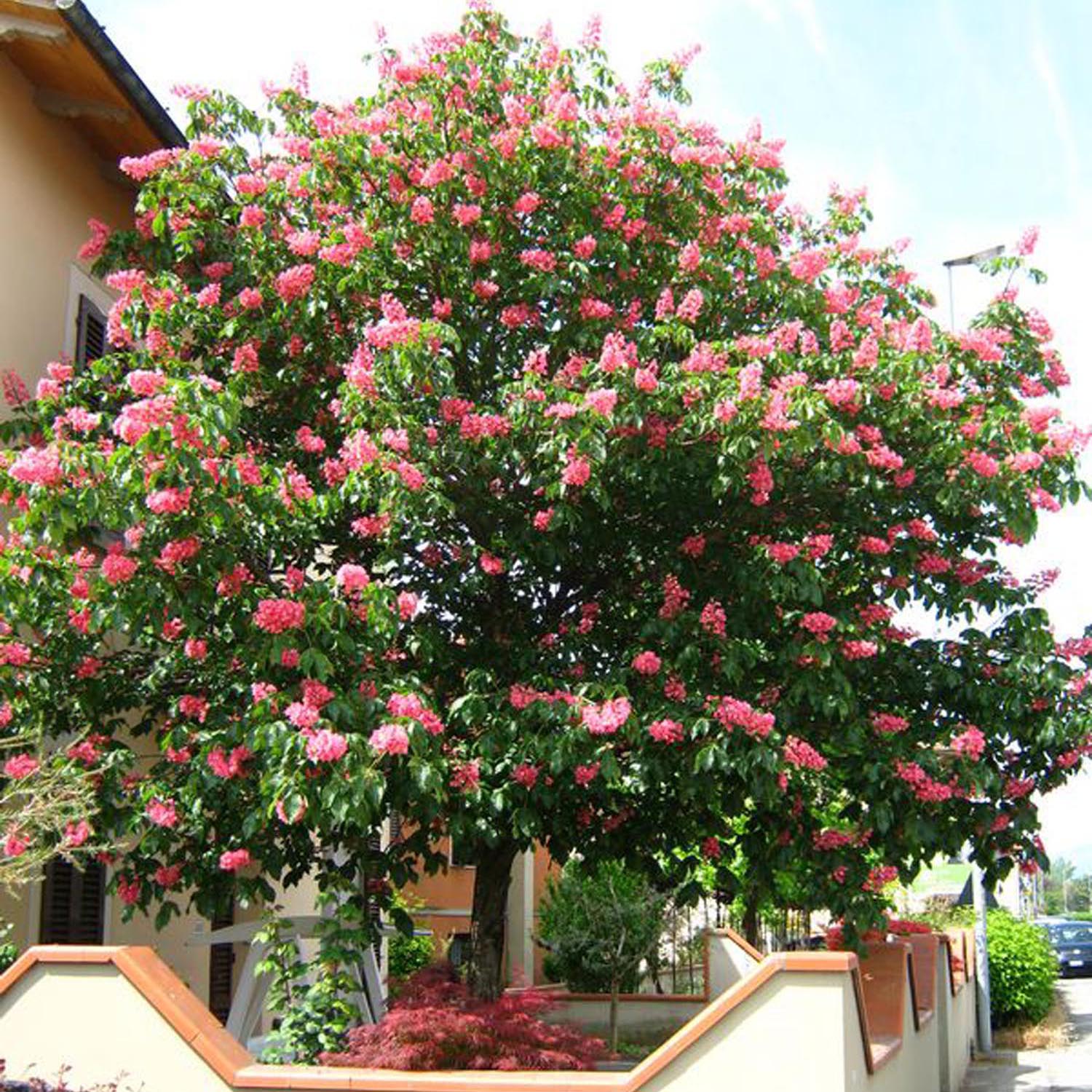 Castan Ornamenal Briotii, cu flori roz