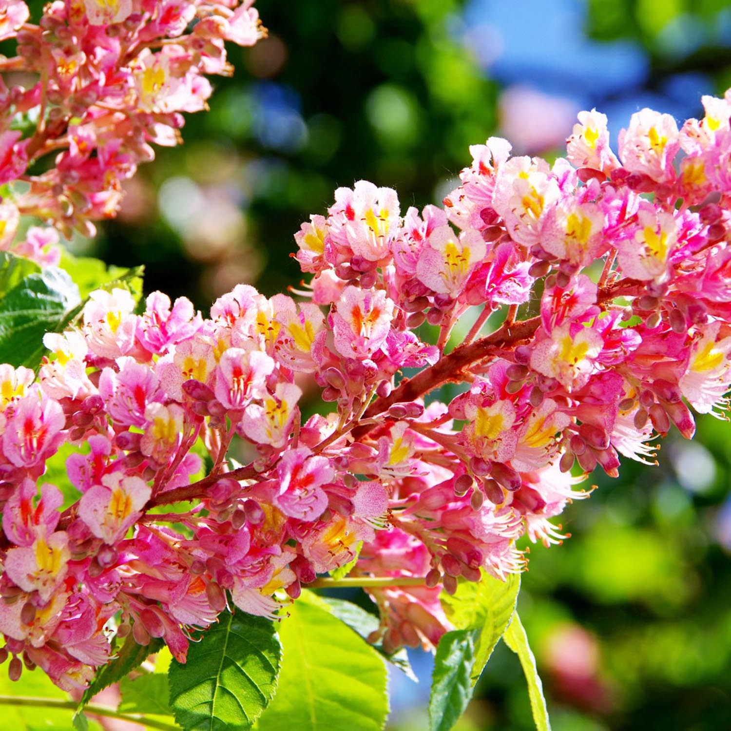 Castan Ornamenal Briotii, cu flori roz