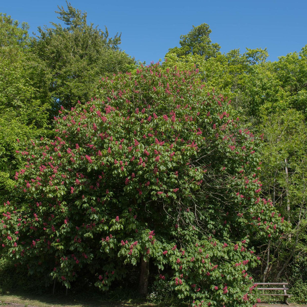 Castan Ornamenal Briotii, cu flori roz