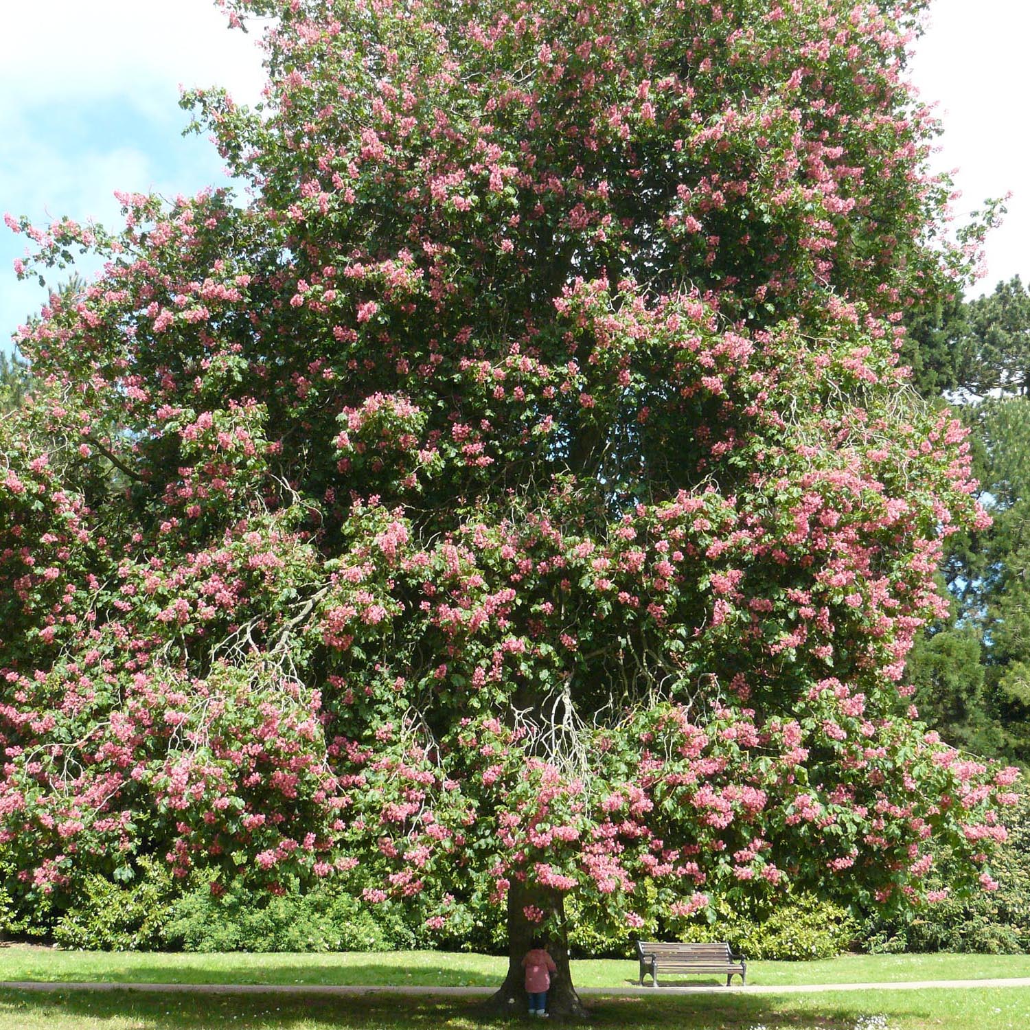 Castan Ornamenal Briotii, cu flori roz