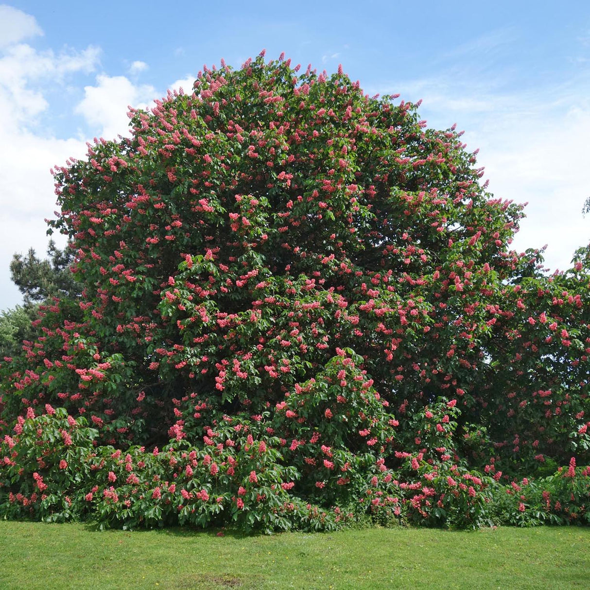 Castan Ornamenal Briotii, cu flori roz