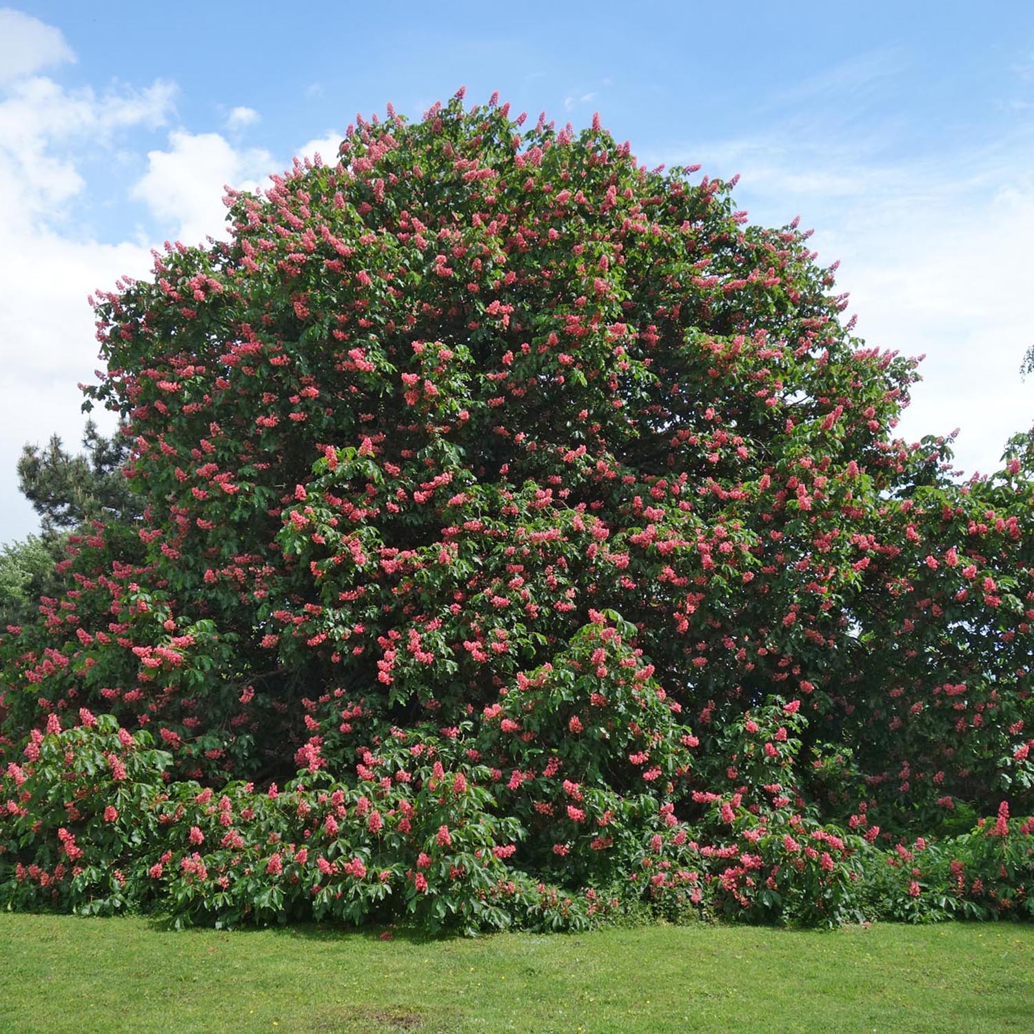 Castan Ornamenal Briotii, cu flori roz