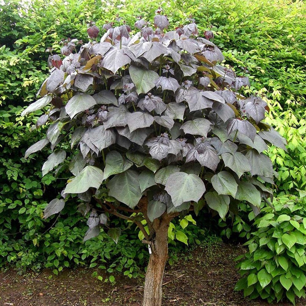 Catalpa Purpurea