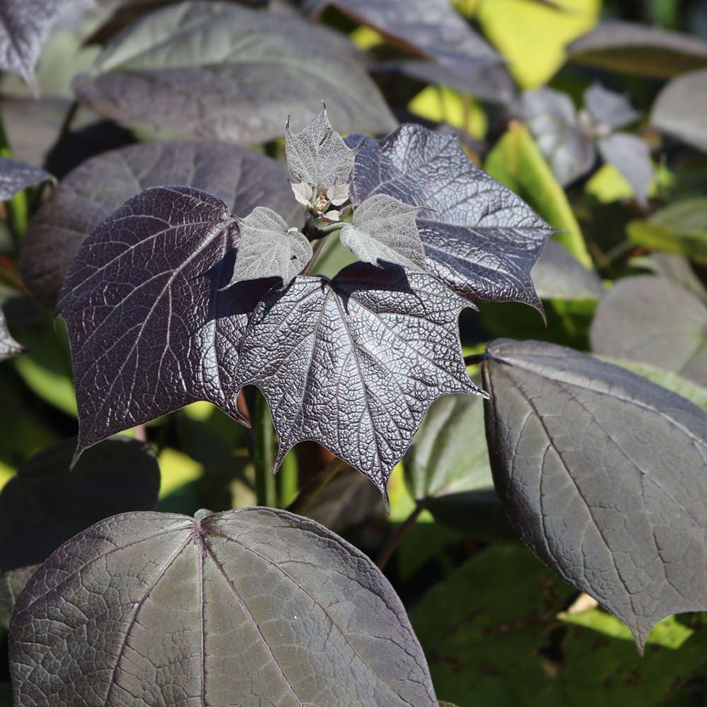 Catalpa Purpurea