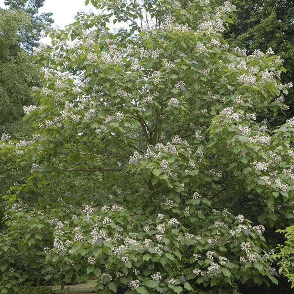 Catalpa Purpurea