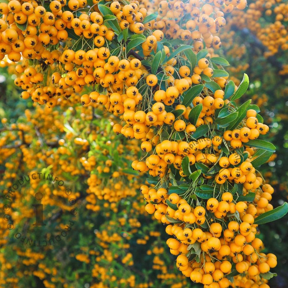 Catina Ornamentala galbena (Pyrachanta) Soleil d'Or - 65 cm