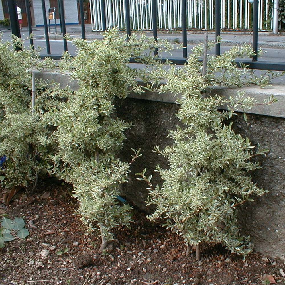 Catina Ornamentala auriu Pyracantha Sparkler, Cataratoare