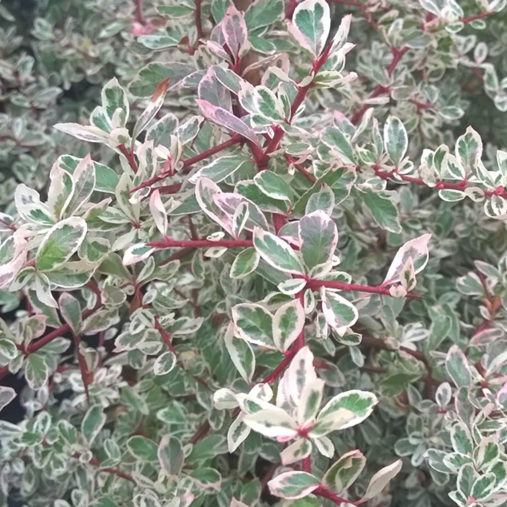 Catina Ornamentala auriu Pyracantha Sparkler, Cataratoare