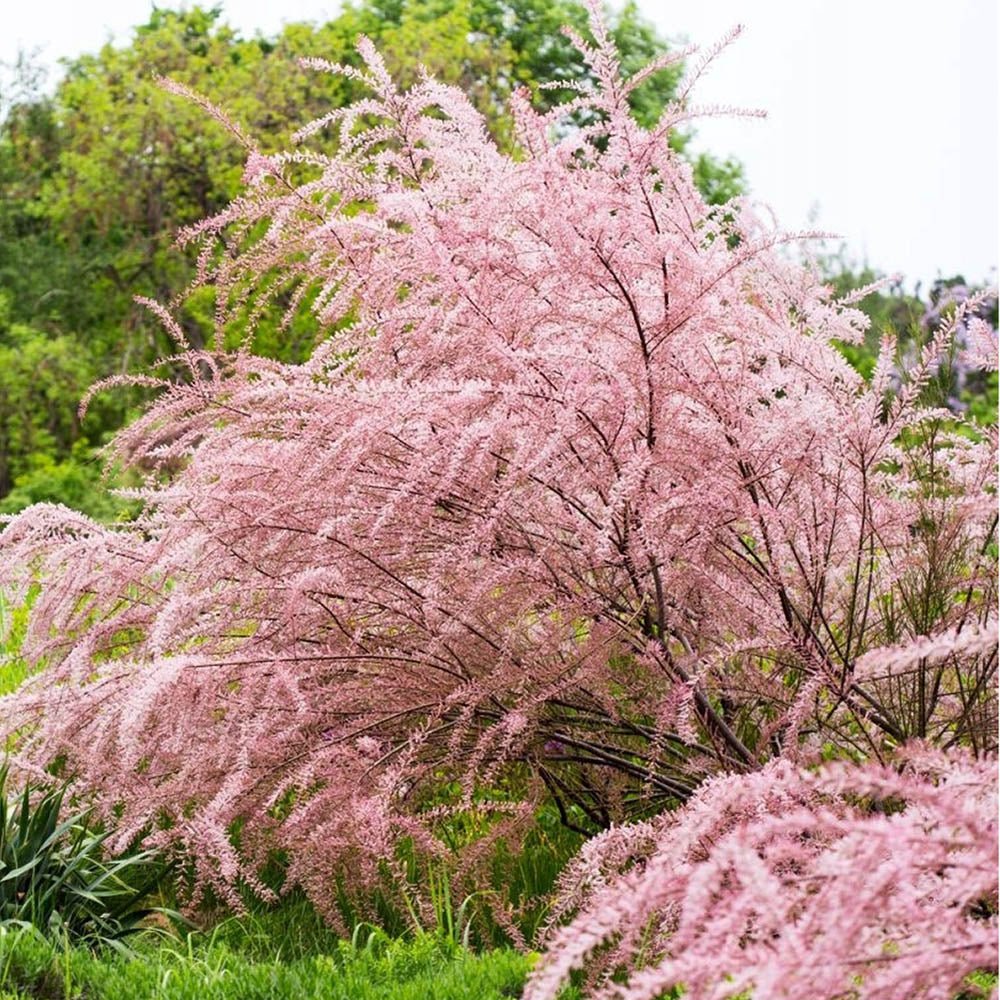 Catina Rosie (Tamarix Ramosissima) Rubra