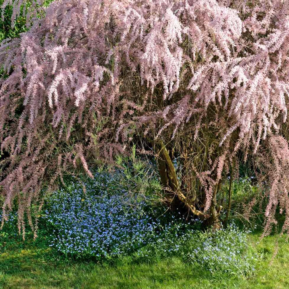 Catina Rosie - Roz (Tamarix Tetrandra) Pink Cascade