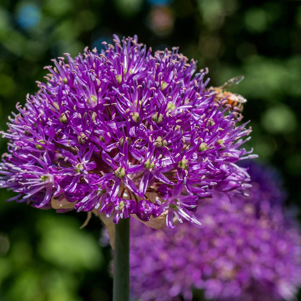 Bulbi Ceapa Ornamentala (Allium) Aflatunense (Hollandicum) (5 Bucati/Pachet)