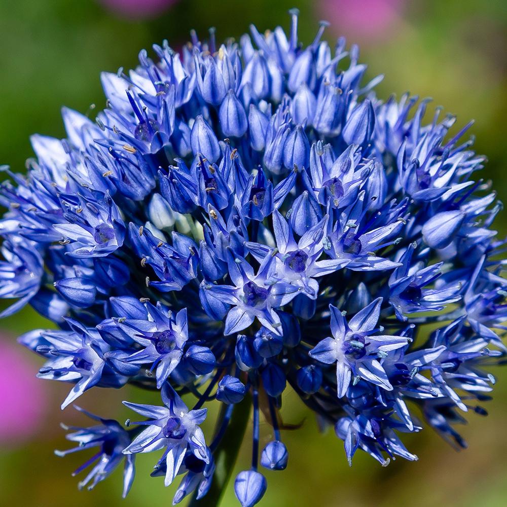 Bulbi Ceapa Ornamentala (Allium) Caeruleum Azureum, cu flori albastre globulare