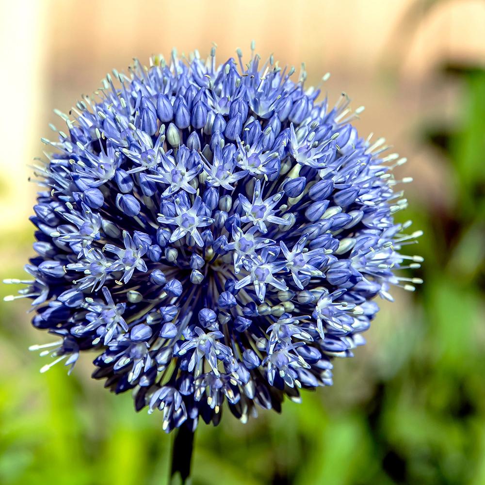 Bulbi Ceapa Ornamentala (Allium) Caeruleum Azureum, cu flori albastre globulare