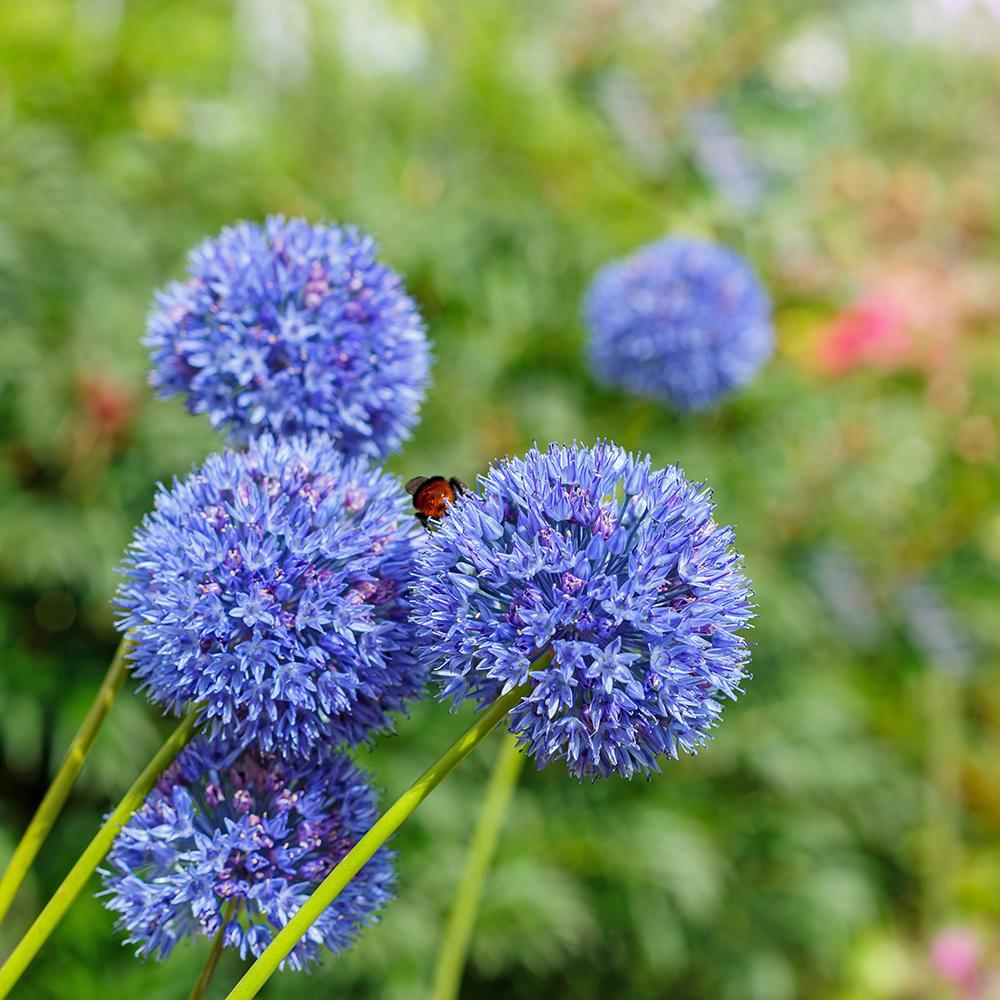 Bulbi Ceapa Ornamentala (Allium) Caeruleum Azureum, cu flori albastre globulare