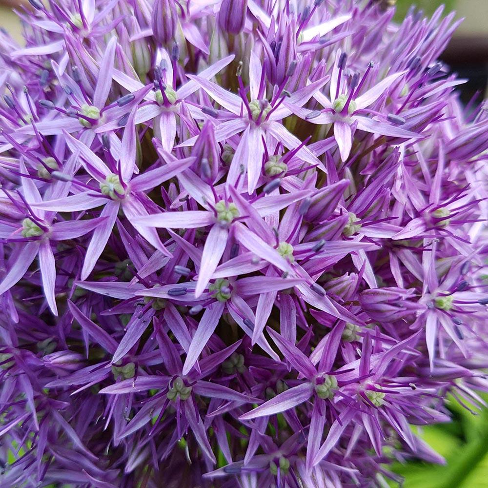 Bulbi Ceapa Ornamentala (Allium) Globemaster, cu flori mov sferice