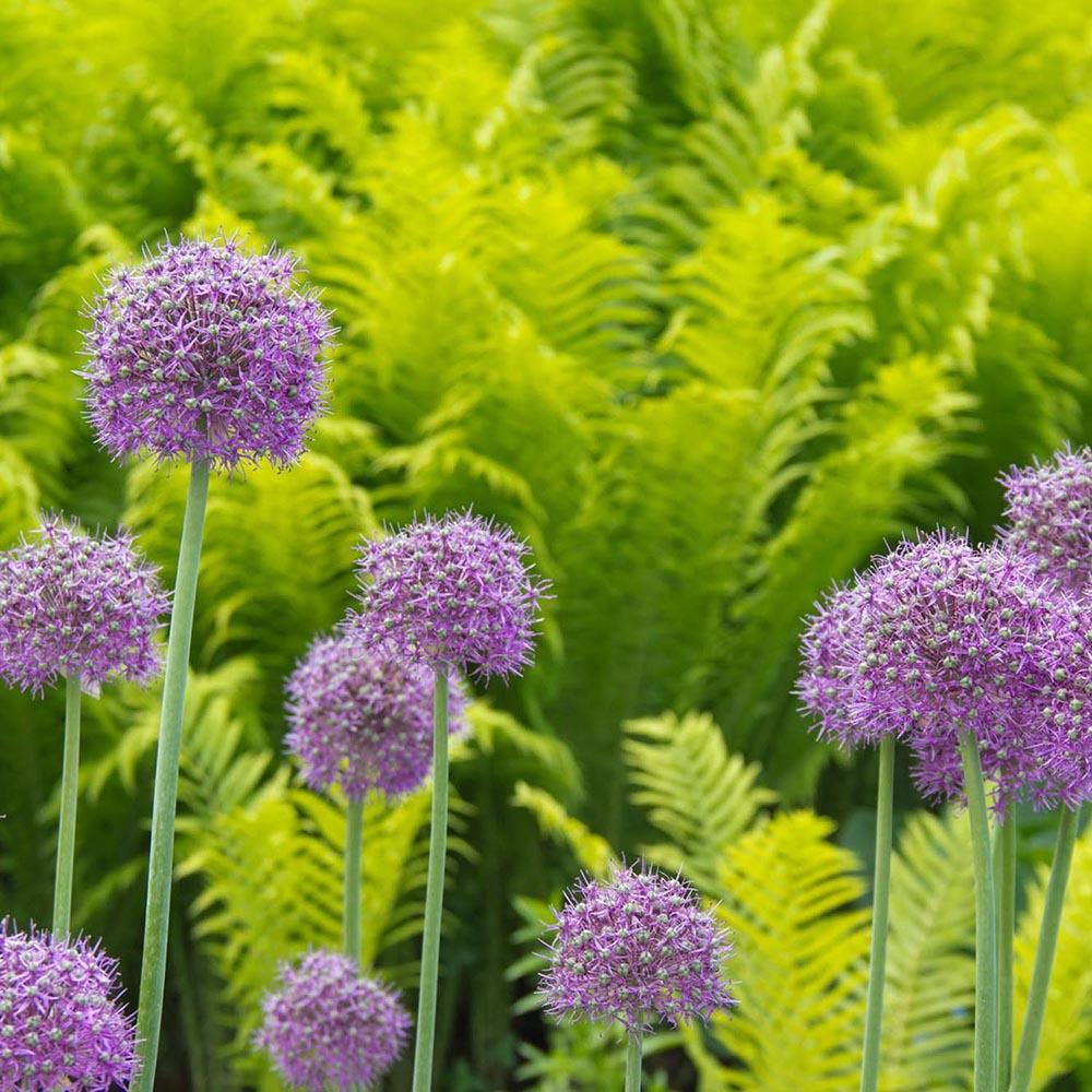 Bulbi Ceapa Ornamentala (Allium) Globemaster, cu flori mov sferice