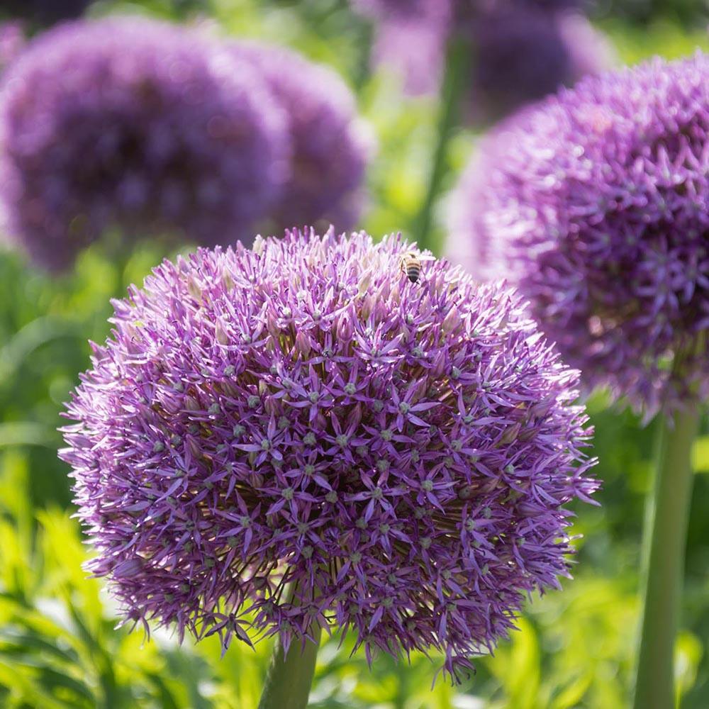 Bulbi Ceapa Ornamentala (Allium) Globemaster, cu flori mov sferice