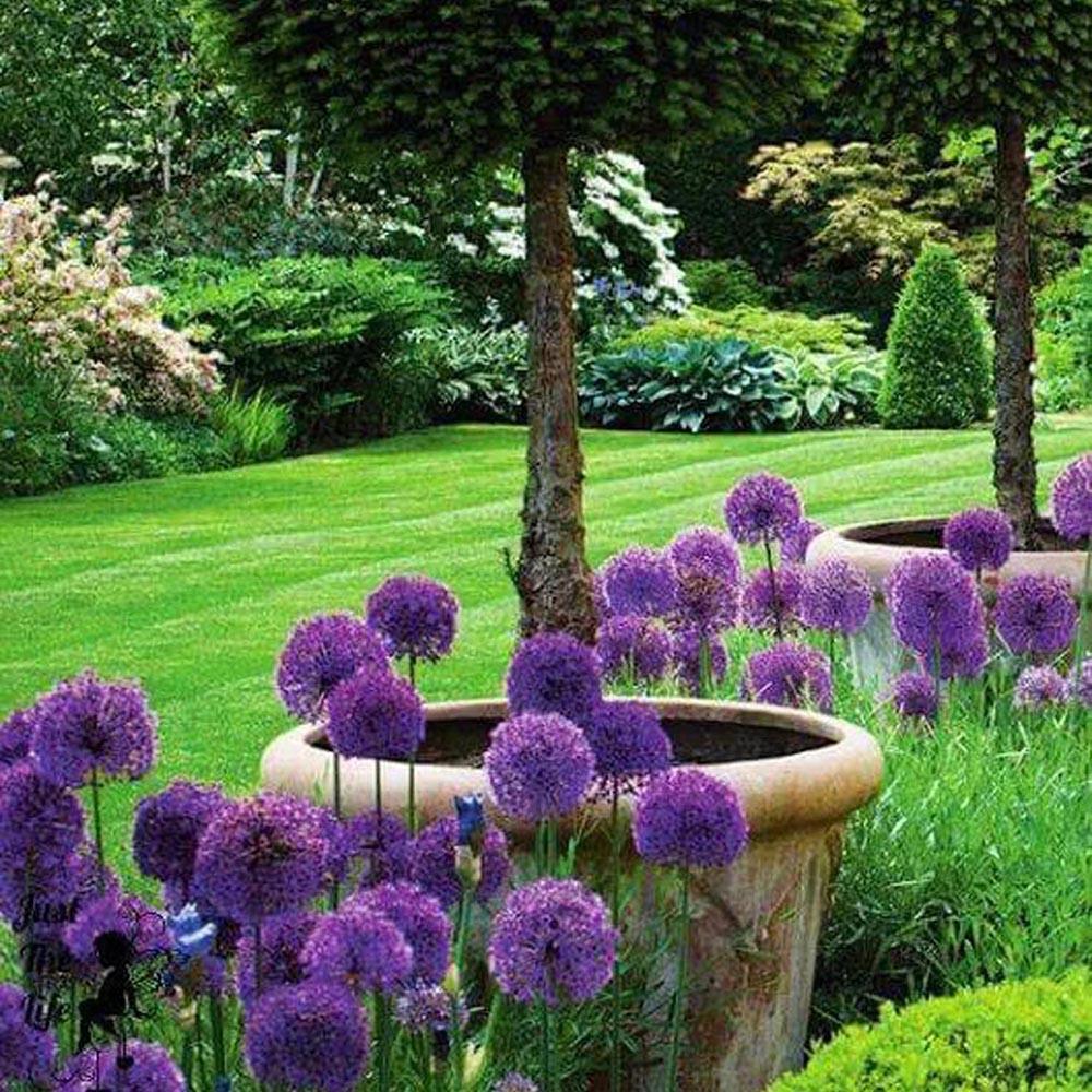 Bulbi Ceapa Ornamentala (Allium) Globemaster, cu flori mov sferice