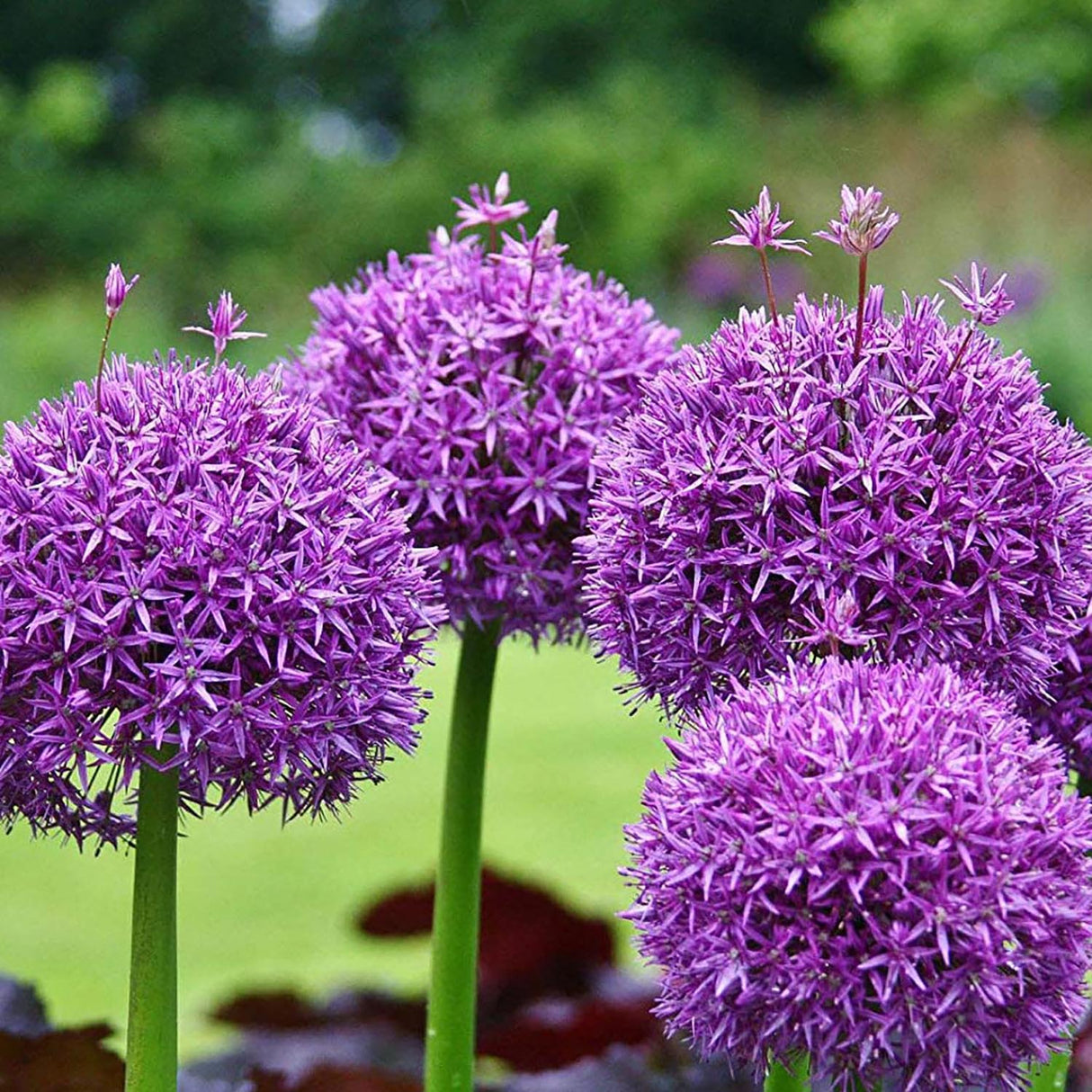 Ceapa Ornamentala Allium Purple Sensation, cu flori sferice violet intens