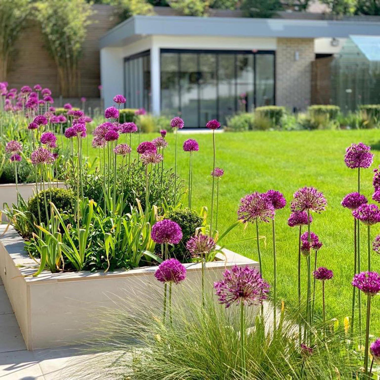 Ceapa Ornamentala Allium Purple Sensation, cu flori sferice violet intens