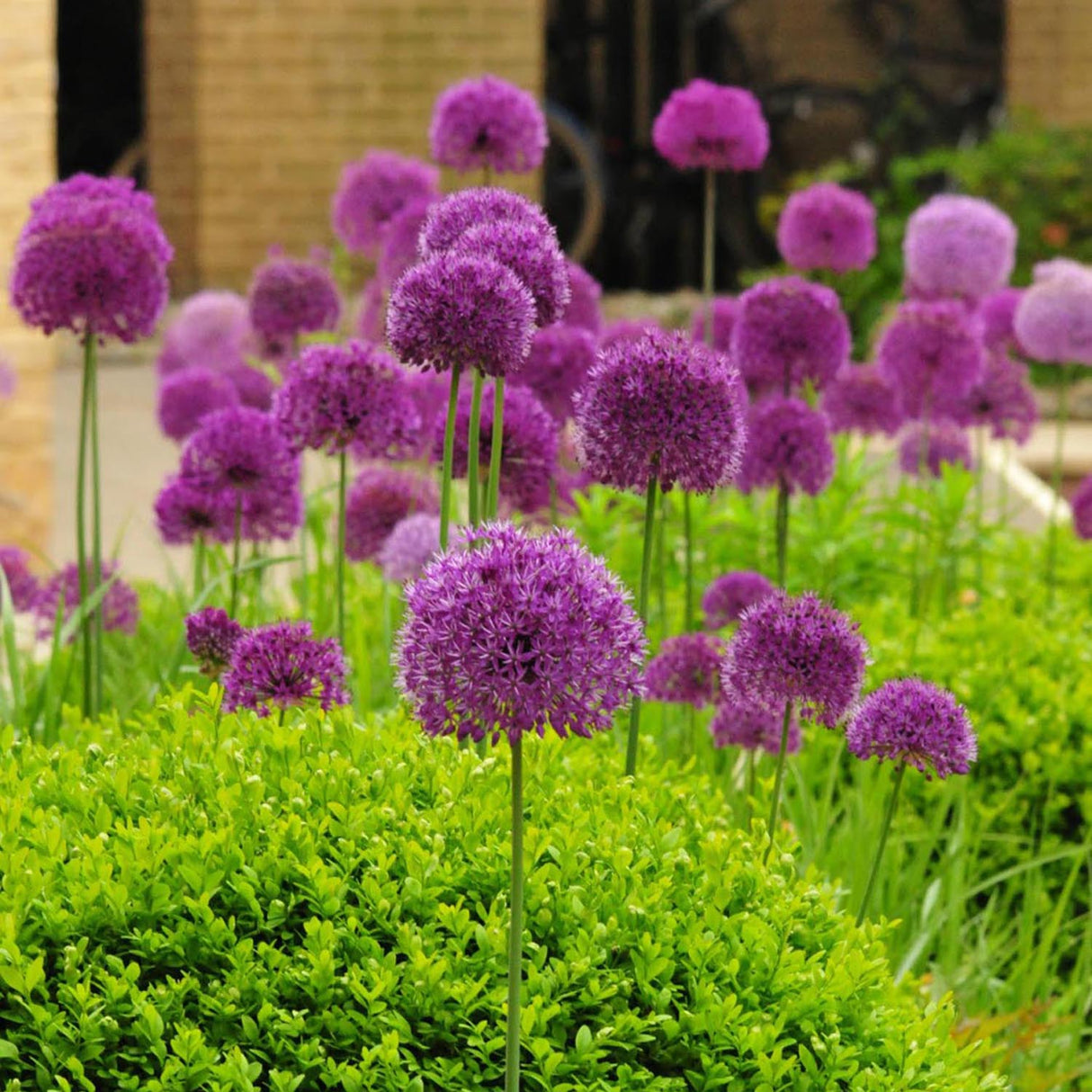 Ceapa Ornamentala Allium Purple Sensation, cu flori sferice violet intens