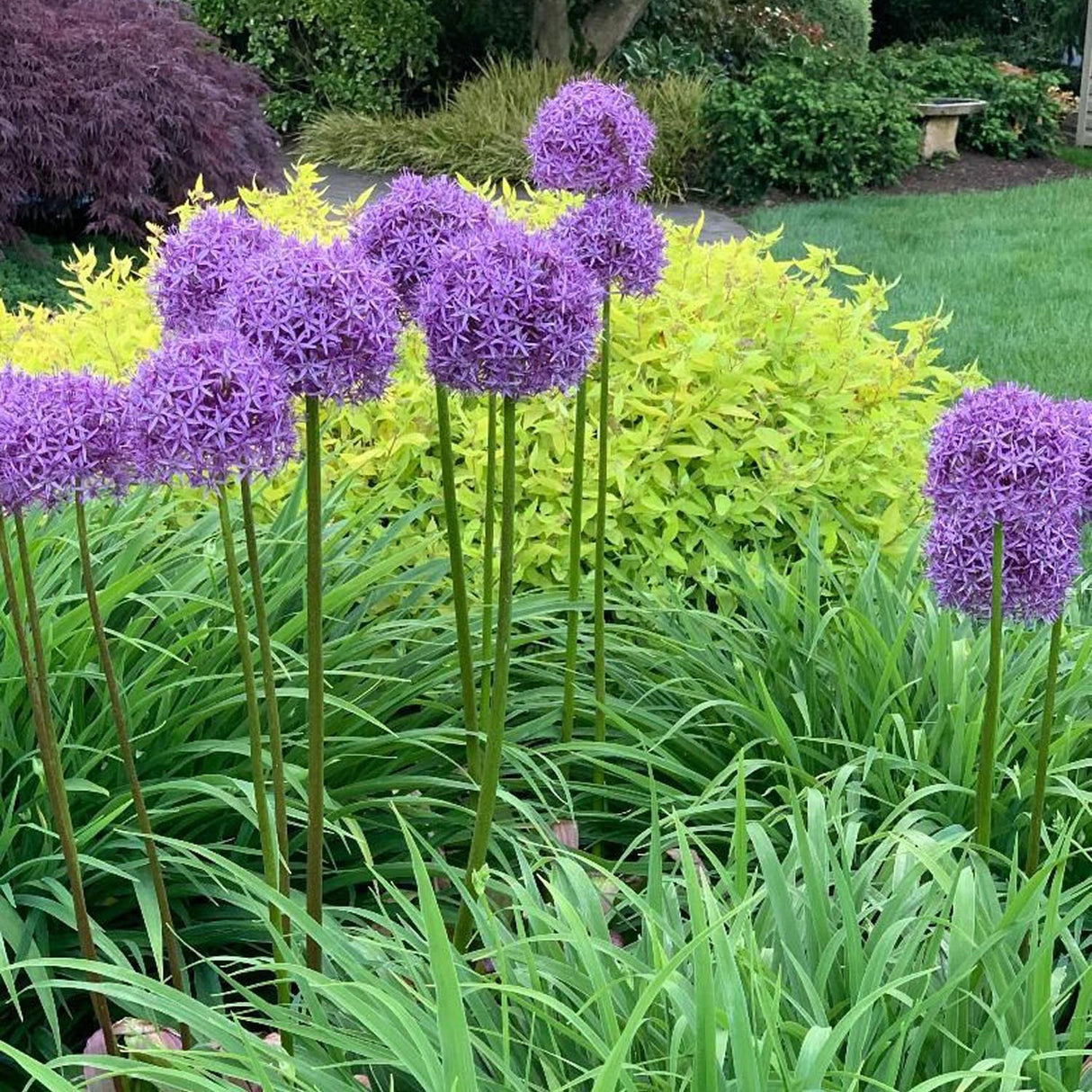 Ceapa Ornamentala Allium Purple Sensation, cu flori sferice violet intens