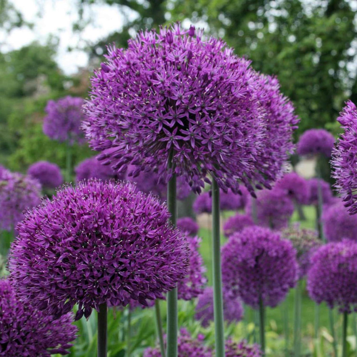 Ceapa Ornamentala Allium Purple Sensation, cu flori sferice violet intens