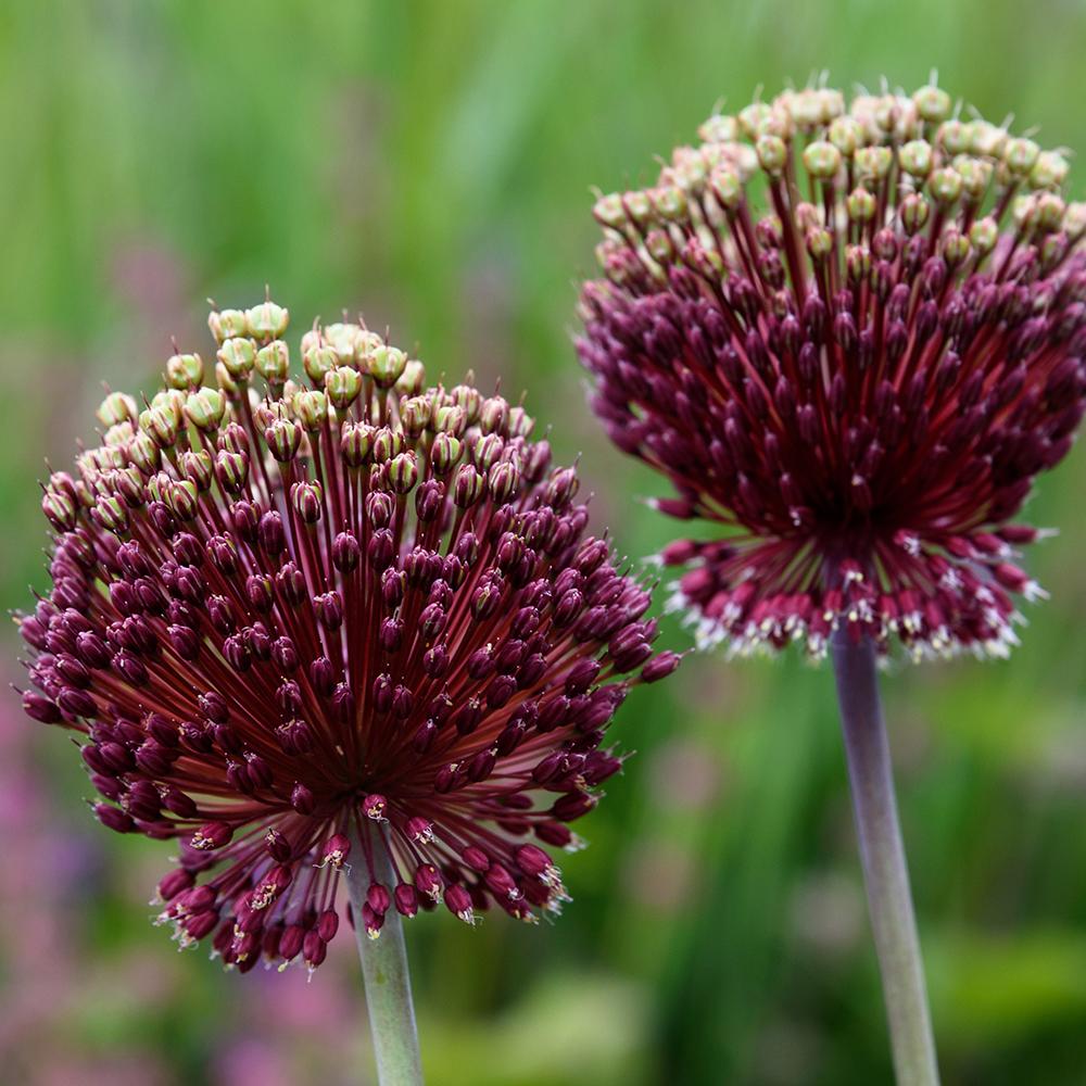 Bulbi Ceapa Ornamentala (Allium) Red Mohican (5 Bucati/Pachet)