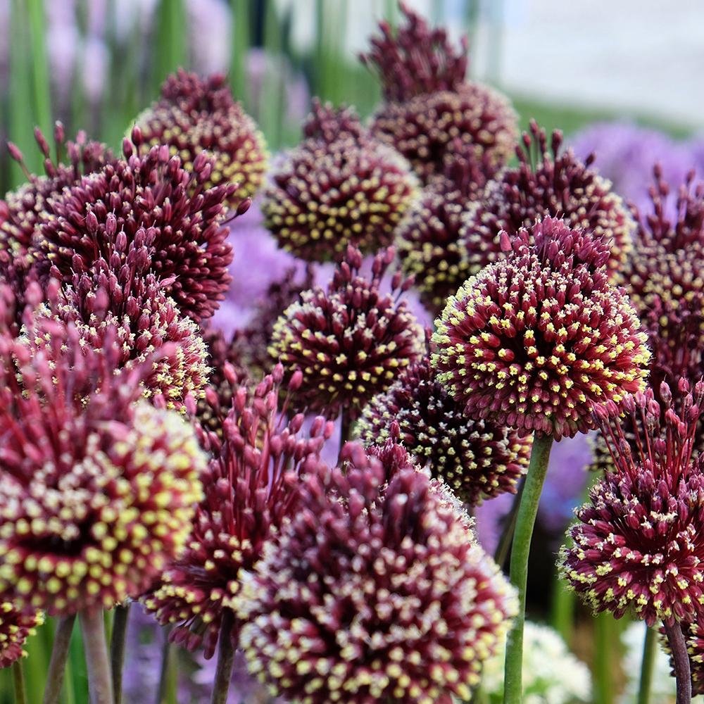 Bulbi Ceapa Ornamentala (Allium) Red Mohican (5 Bucati/Pachet)