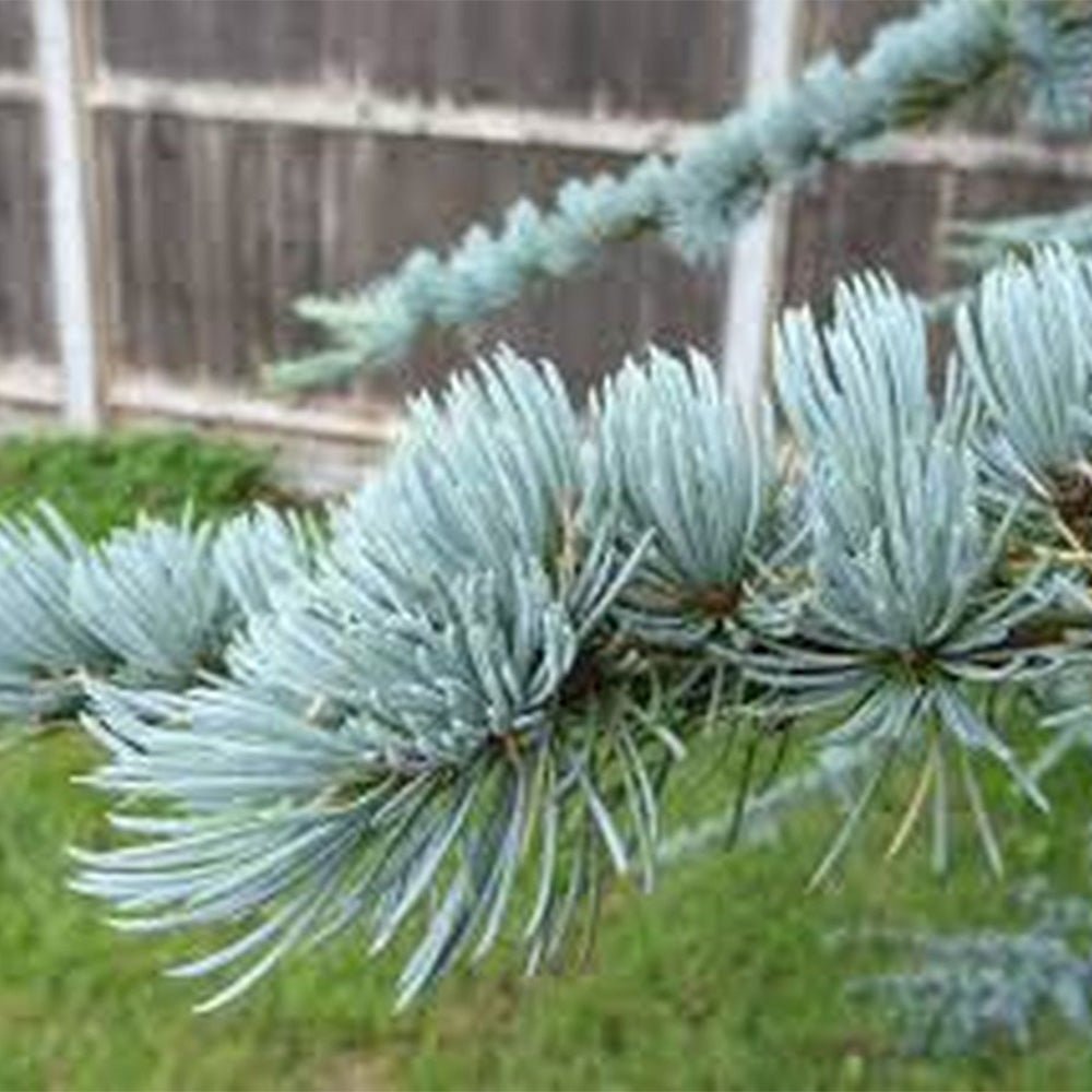 Cedru albastru Glauca Atlantica