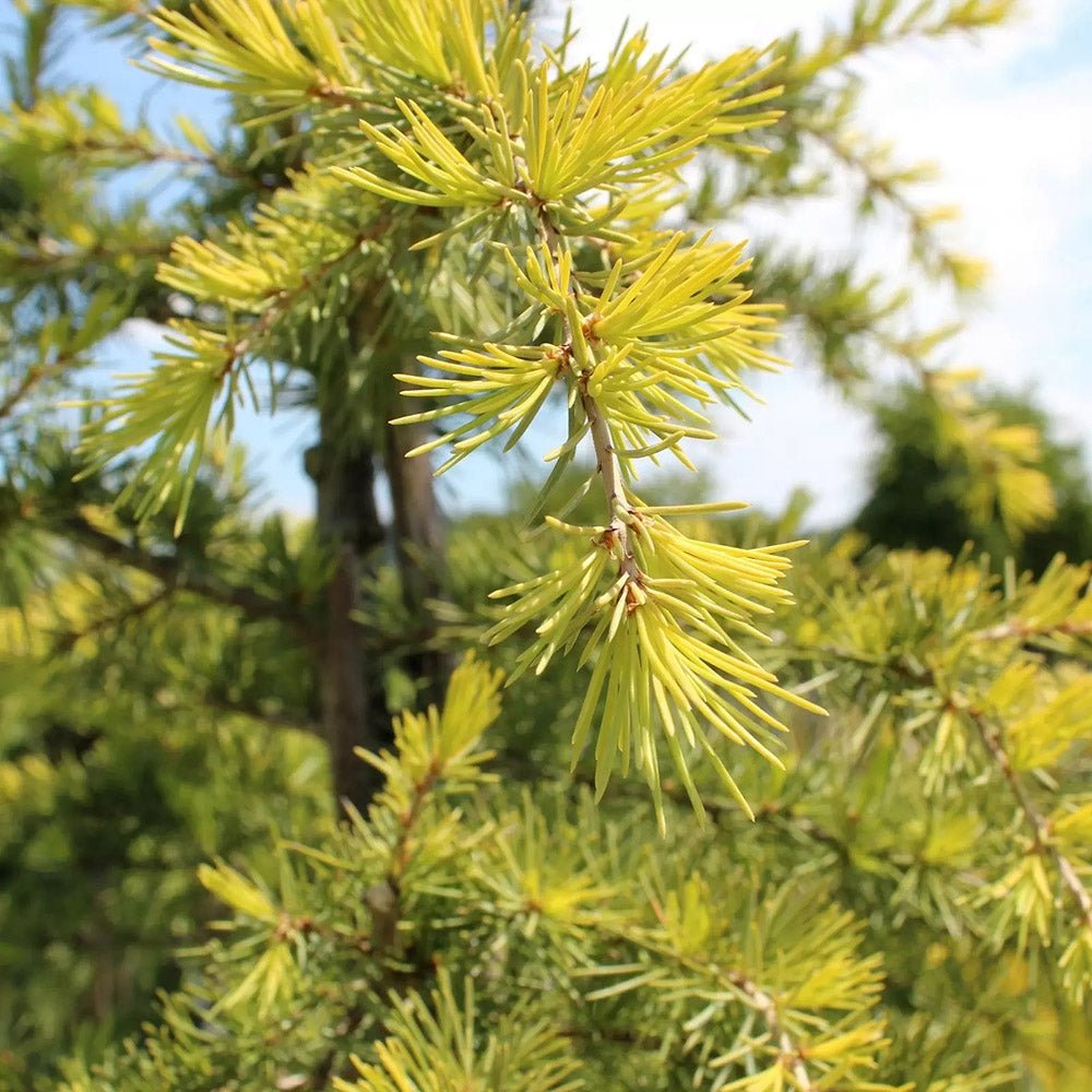 Cedru galben Aurea