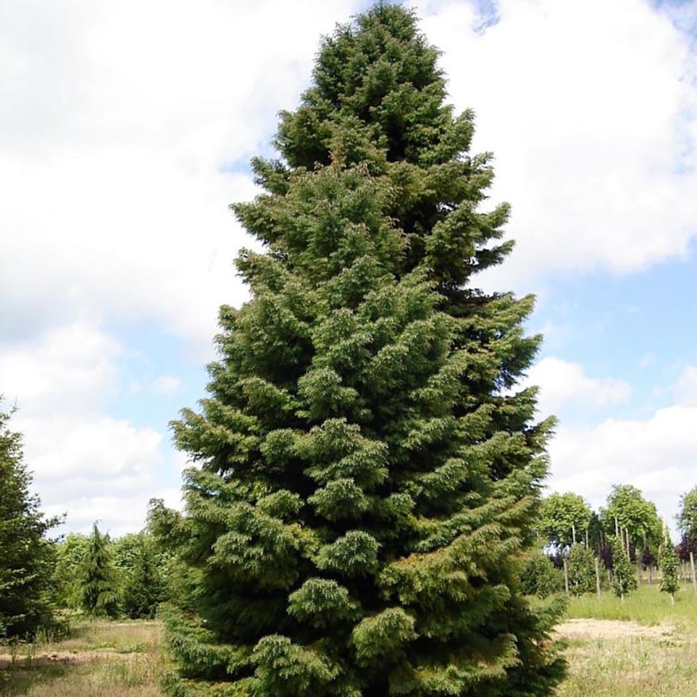 Cedru Japonez (Cryptomeria) Elegans Viridis