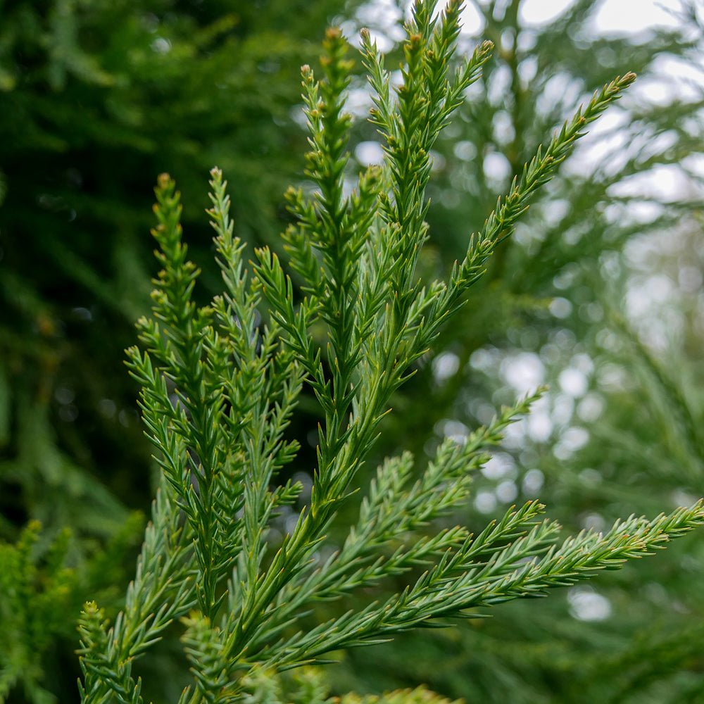 Cedru Japonez Kitayama (Cryptomeria)