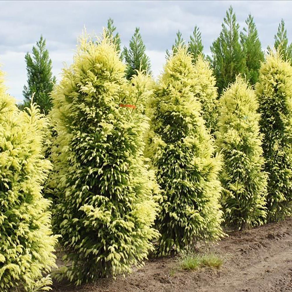 Cedru Japonez Auriu Elegans Sekkan