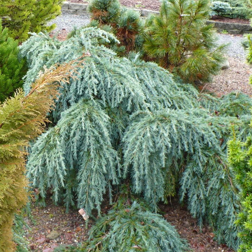Cedru albastru de Himalaya Feelin' Blue (Cedrus Deodara)