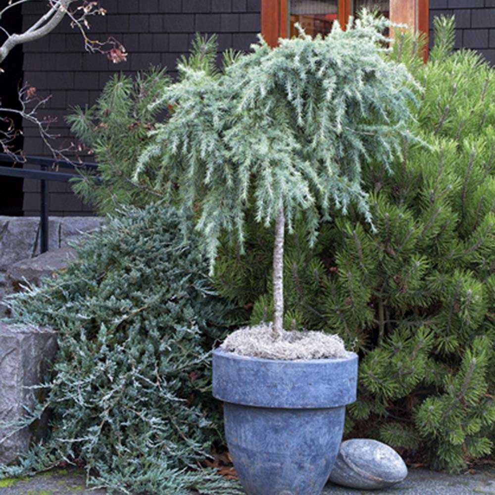 Cedru albastru de Himalaya Feelin' Blue (Cedrus Deodara)