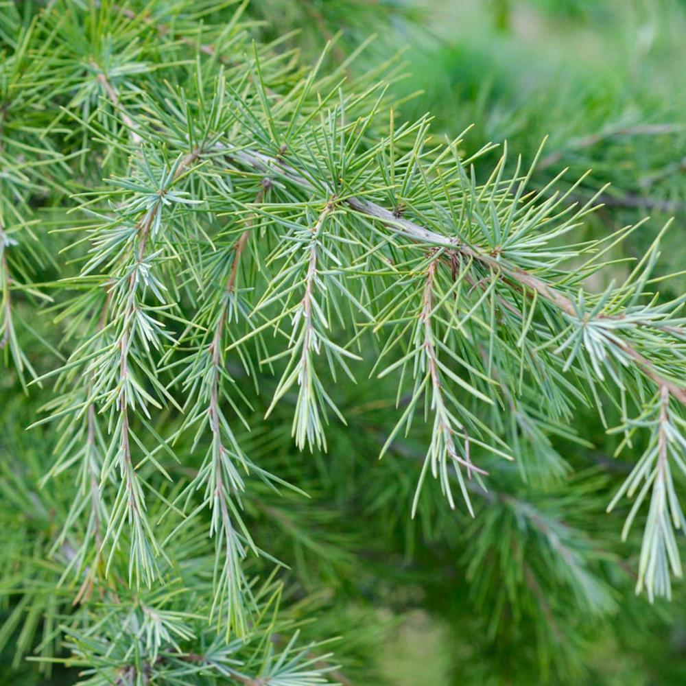 Cedru de Himalaya (Cedrus Deodara)