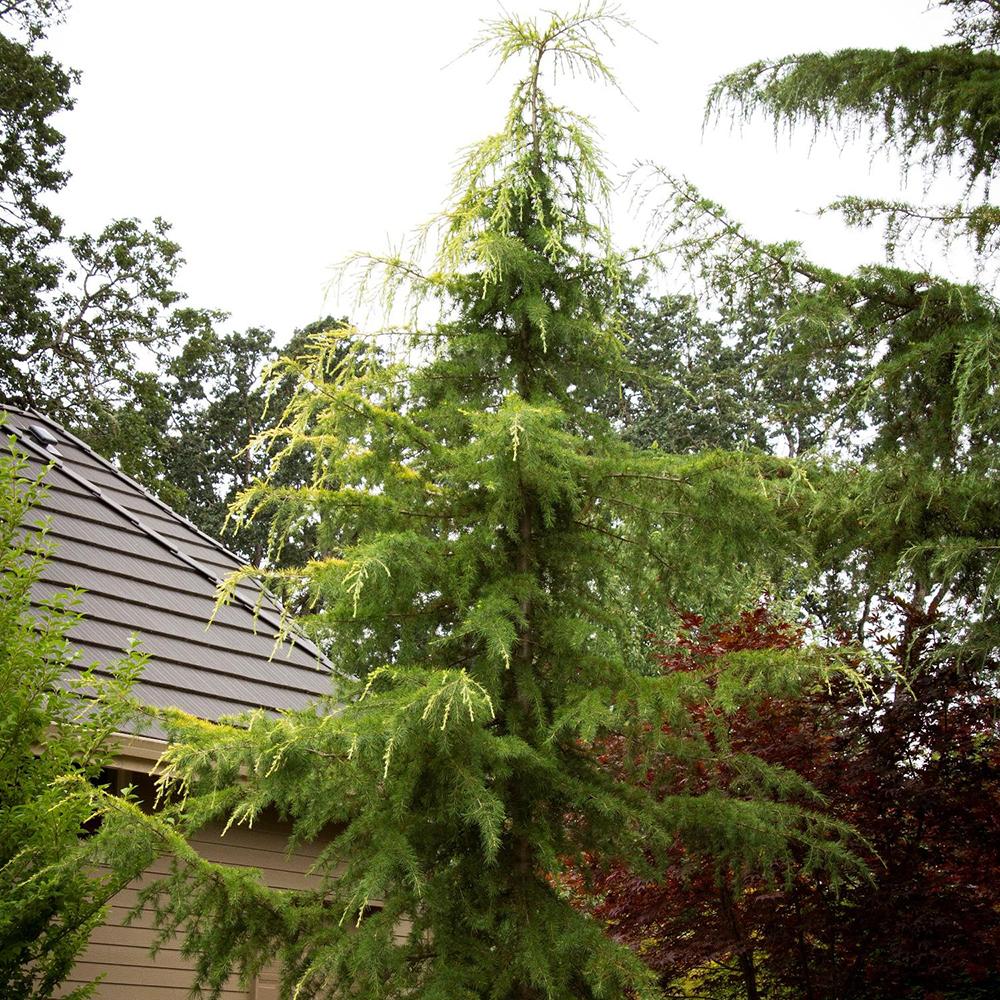 Cedru de Himalaya (Cedrus Deodara)