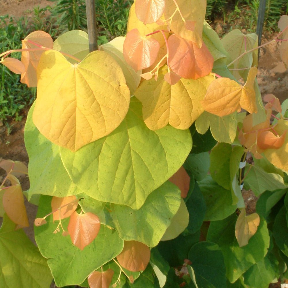 Arborele Lui Iuda Auriu (Cercis Chinensis Melon Beauty)