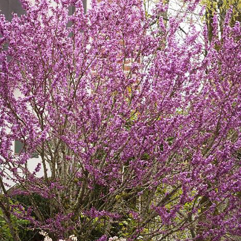 Arborele Lui Iuda Auriu (Cercis Chinensis Melon Beauty)