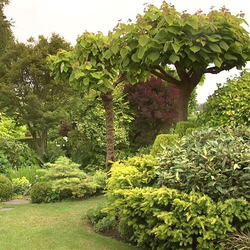 Arborele Lui Iuda Auriu (Cercis Chinensis Melon Beauty)