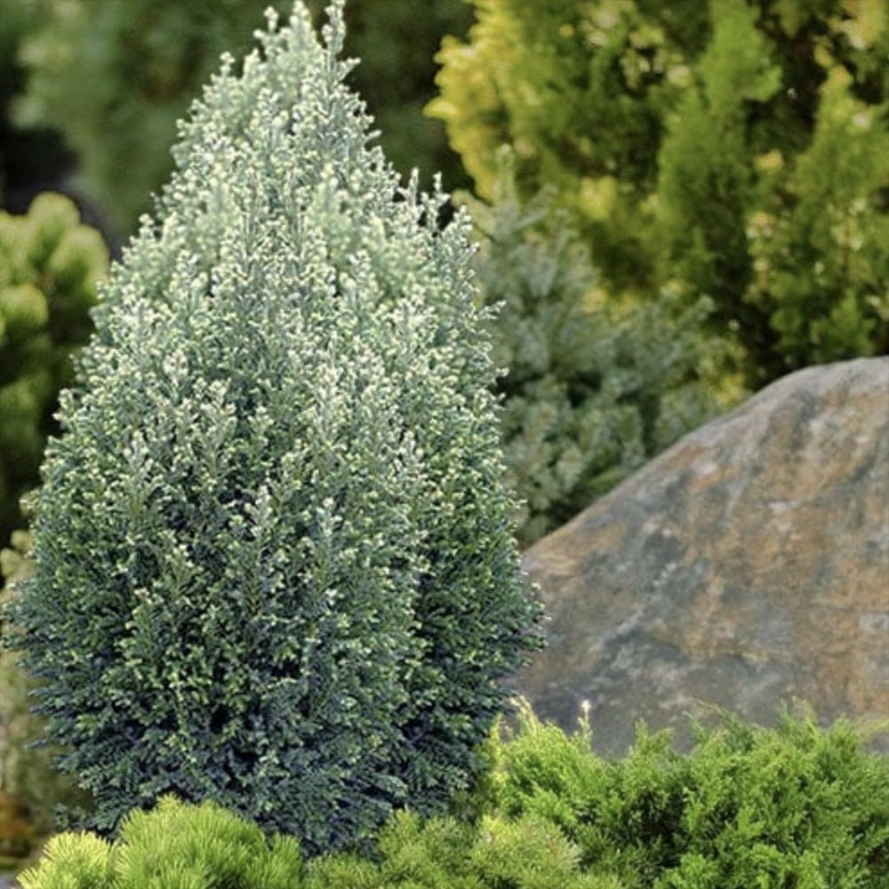 Chiparos alb-argintiu Ellwoods'S Snow White