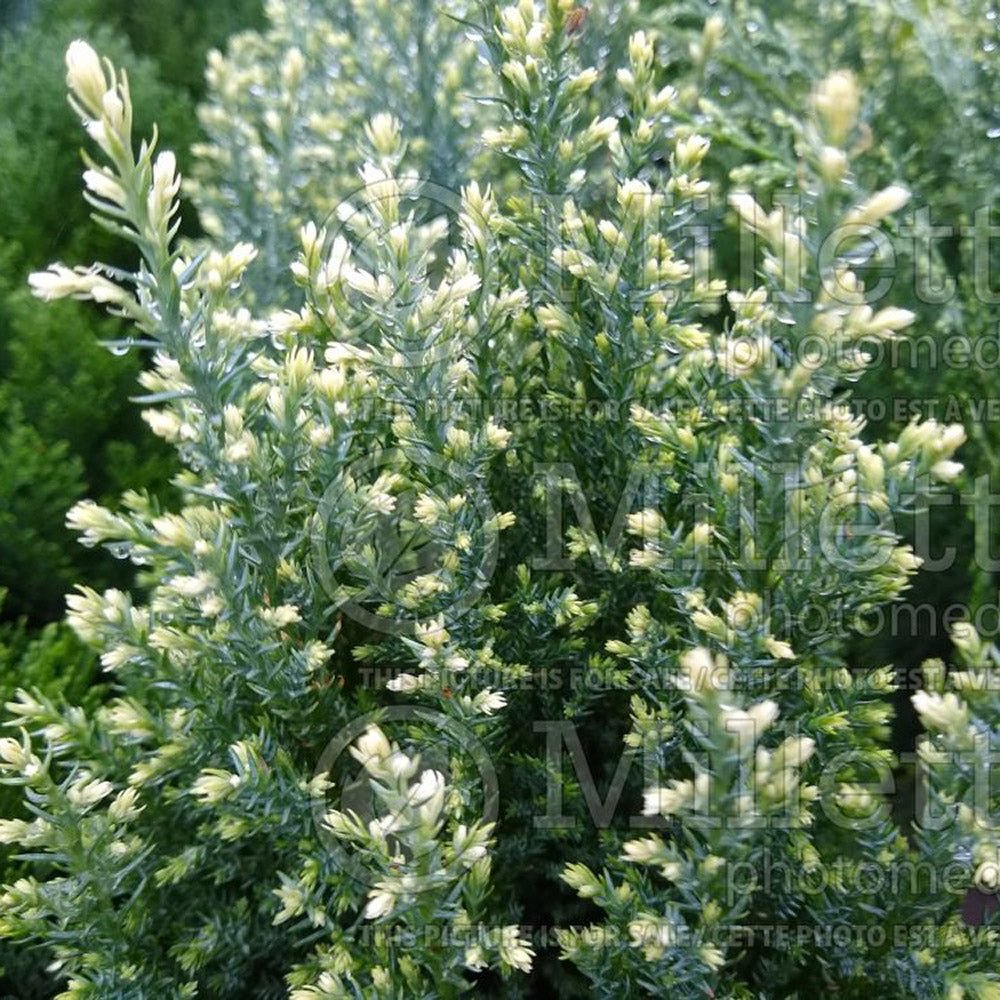 Chiparos alb-argintiu Ellwoods'S Snow White