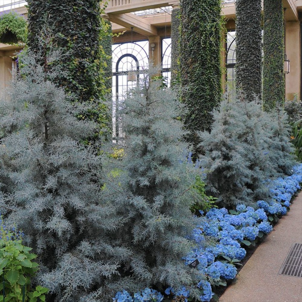 Chiparos argintiu de Arizona, gard viu vesnic verde