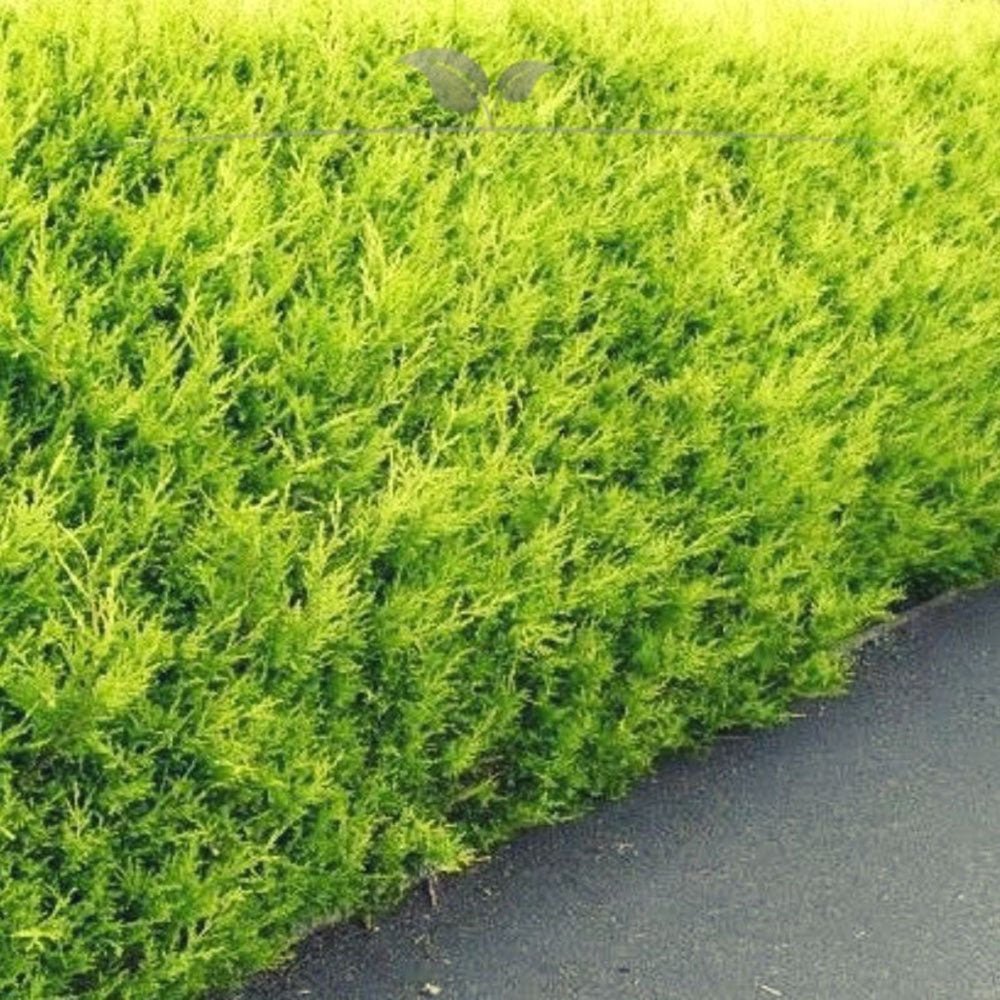 Chiparos auriu Yvonne, gard viu vesnic verde