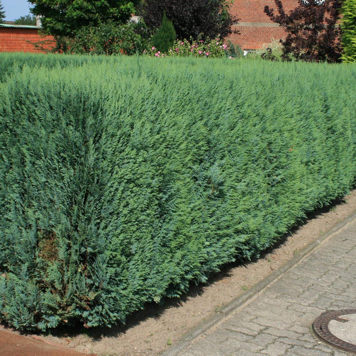 Chiparos Columnaris verde-albastrui, gard viu vesnic verde