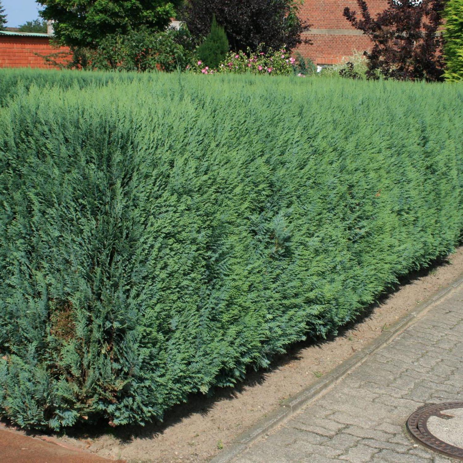 Chiparos Columnaris verde-albastrui, gard viu vesnic verde