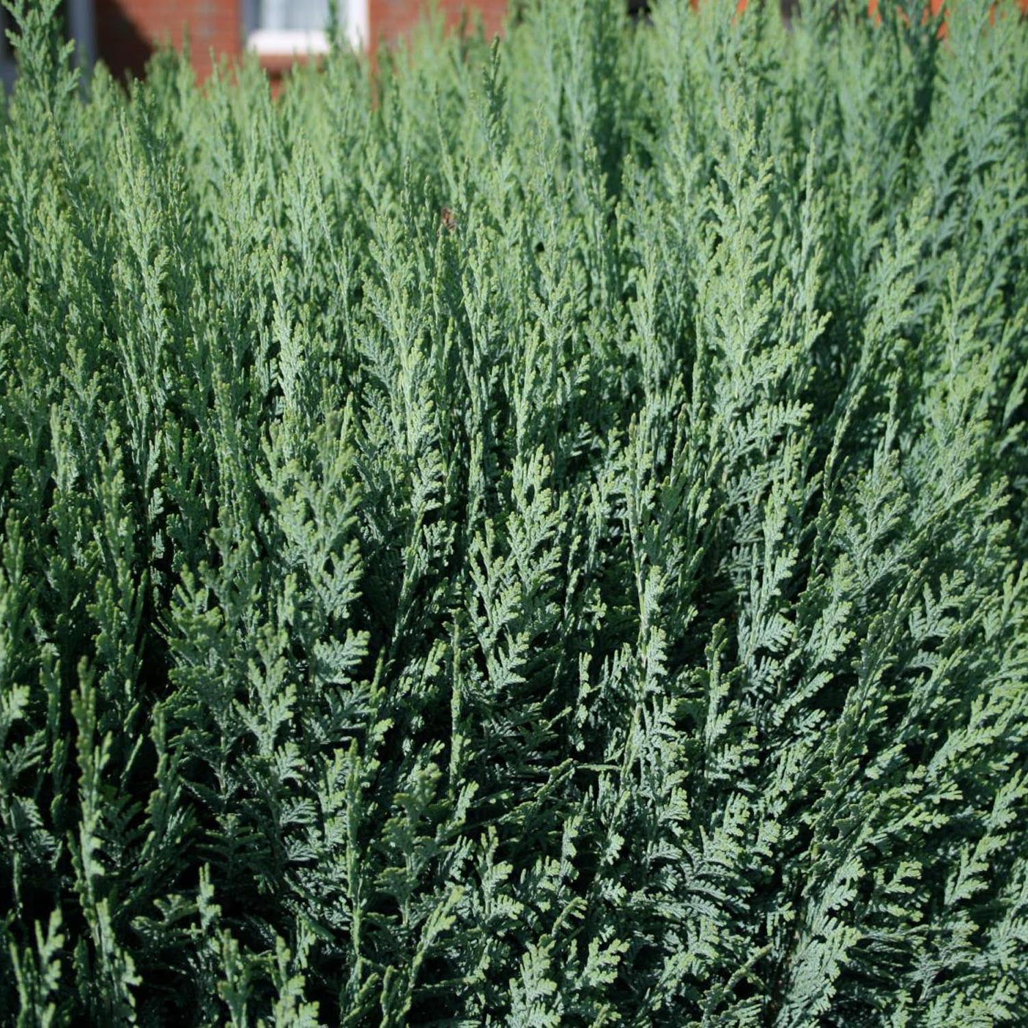 Chiparos Columnaris verde-albastrui, gard viu vesnic verde