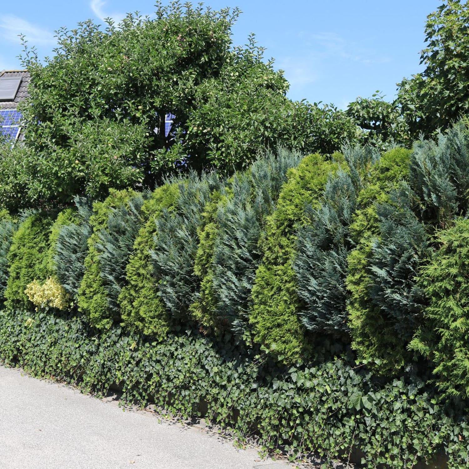 Chiparos Columnaris verde-albastrui, gard viu vesnic verde